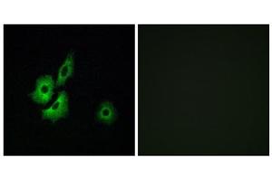 Immunofluorescence analysis of A549 cells, using OR4D1 antibody.