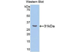 Western Blotting (WB) image for anti-RAR-Related Orphan Receptor A (RORA) (AA 164-401) antibody (ABIN1860465) (RORA 抗体  (AA 164-401))