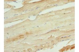 Immunohistochemistry of paraffin-embedded human skeletal muscle tissue using ABIN7174388 at dilution of 1:100 (UFD1L 抗体  (AA 1-307))