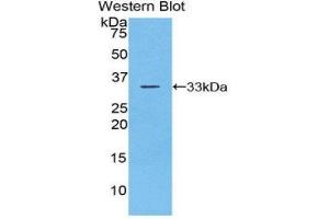 Western Blotting (WB) image for anti-Checkpoint Kinase 1 (CHEK1) (AA 194-446) antibody (ABIN3202371) (CHEK1 抗体  (AA 194-446))