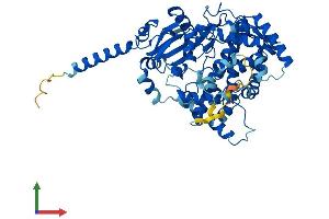 AlphaFold protein structure predicition of Human Recombinant TBXAS1 Protein, UniprotID P24557