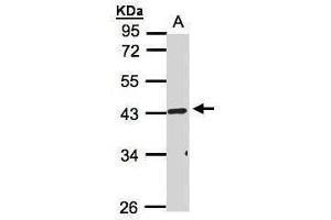 WB Image Sample(30 ug whole cell lysate) A:HeLa S3, 10% SDS PAGE antibody diluted at 1:1000