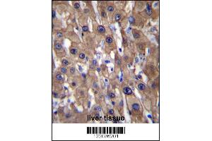 MAT1A Antibody immunohistochemistry analysis in formalin fixed and paraffin embedded human liver tissue followed by peroxidase conjugation of the secondary antibody and DAB staining. (MAT1A 抗体  (N-Term))