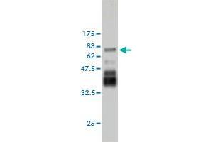 Western Blot detection against Immunogen (76.