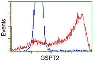 HEK293T cells transfected with either RC206259 overexpress plasmid (Red) or empty vector control plasmid (Blue) were immunostained by anti-GSPT2 antibody (ABIN2454693), and then analyzed by flow cytometry. (GSPT2 抗体)