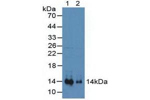 Western blot analysis of (1) Mouse Heart Tissue and (2) Mouse Kidney Tissue. (CXCL12 抗体  (AA 23-89))