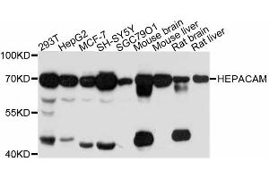 Western blot analysis of extracts of various cell lines, using HEPACAM antibody (ABIN4903884) at 1:3000 dilution. (HEPACAM 抗体)