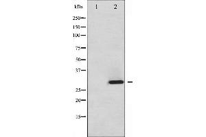 Western blot analysis of ATF1 phosphorylation expression in Insulin treated HT29 whole cell lysates,The lane on the left is treated with the antigen-specific peptide. (AFT1 抗体  (pSer63))
