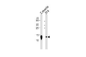 Western blot analysis of lysates from zebra fish muscle tissue lysate and ZF4 cell line (from left to right), using (DANRE) ba2 Antibody (Center) Azb18700c.