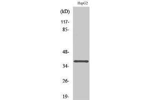 Western Blotting (WB) image for anti-Calcium Channel, Voltage-Dependent, gamma Subunit 7 (CACNG7) (C-Term) antibody (ABIN3175878) (CACNG7 抗体  (C-Term))