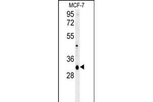 VTI1B Antibody (Center) (ABIN657873 and ABIN2846829) western blot analysis in MCF-7 cell line lysates (35 μg/lane). (VTI1B 抗体  (AA 59-86))