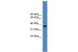 WB Suggested Anti-BSND Antibody Titration: 0.