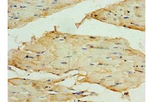 Immunohistochemistry of paraffin-embedded human skeletal muscle tissue using ABIN7171728 at dilution of 1:100 (TRF1 抗体  (AA 260-439))