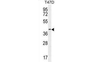Western Blotting (WB) image for anti-Fibulin 7 (FBLN7) antibody (ABIN2996070) (FBLN7 抗体)