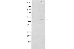 Western blot analysis of Smad3 phosphorylation expression in NIH-3T3 whole cell lysates,The lane on the left is treated with the antigen-specific peptide. (SMAD3 抗体  (pSer425))