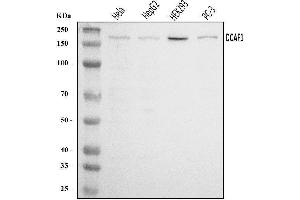 Western blot analysis of VPRBP/DCAF1 using anti-VPRBP/DCAF1 antibody (ABIN7602005). (DDB1 and CUL4-Associated Factor 1 (DCAF1) (AA 540-861) 抗体)