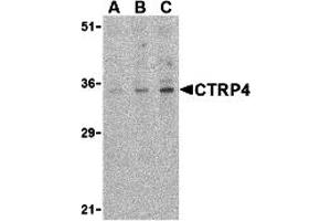 Western Blotting (WB) image for anti-Complement C1q Tumor Necrosis Factor-Related Protein 4 (C1QTNF4) (C-Term) antibody (ABIN1030347) (C1QTNF4 抗体  (C-Term))