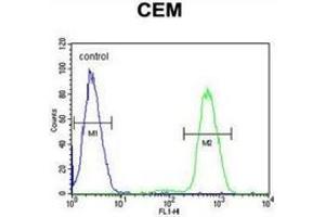 Flow cytometric analysis of CEM cells (right histogram) compared to a negative control cell (left histogram) using NFKBIL1  Antibody , followed by FITC-conjugated goat-anti-rabbit secondary antibodies. (NFKBIL1 抗体  (Middle Region))