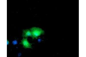 Anti-DTYMK mouse monoclonal antibody (ABIN2455029) immunofluorescent staining of COS7 cells transiently transfected by pCMV6-ENTRY DTYMK (RC201228). (DTYMK 抗体)