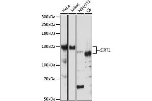 Western blot analysis of extracts of various cell lines, using SIRT1 antibody (ABIN7270322) at 1:1000 dilution. (SIRT1 抗体)