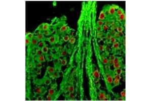 Immunofluorescence (IF) image for anti-RNA Binding Protein, Fox-1 Homolog 3 (RBFOX3) antibody (ABIN953655) (NeuN 抗体)