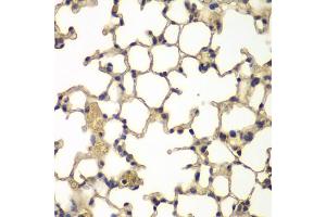 Immunohistochemistry of paraffin-embedded mouse lung using IFRD1 antibody (ABIN4904013) at dilution of 1:100 (40x lens). (IFRD1 抗体)