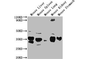 Western Blot Positive WB detected in: Mouse Liver tissue, Mouse Spleen tissue, Mouse Lung tissue, Mouse Kidney tissue, Mouse Stomach tissue All lanes: Fgf15 antibody at 1:2000 Secondary Goat polyclonal to rabbit IgG at 1/50000 dilution Predicted band size: 26 kDa Observed band size: 26 kDa (FGF15 抗体  (AA 26-218))