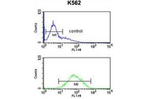 ANKH Antibody (C-term) flow cytometric analysis of K562 cells (bottom histogram) compared to a negative control cell (top histogram). (ANKH 抗体  (C-Term))
