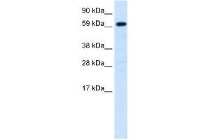WB Suggested Anti-HNF4A Antibody Titration: 0. (HNF4A 抗体  (N-Term))