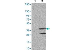 Western blot analysis of Lane 1: Negative control (vector only transfected HEK293T lysate). (OR8S1 抗体)