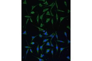 Immunofluorescence analysis of L929 cells using P Polyclonal Antibody (ABIN6133270, ABIN6145194, ABIN6145195 and ABIN6216692) at dilution of 1:100 (40x lens). (KIAA1274 抗体  (AA 1-300))