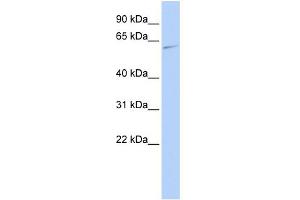 WB Suggested Anti-MAPK15 Antibody Titration: 0.