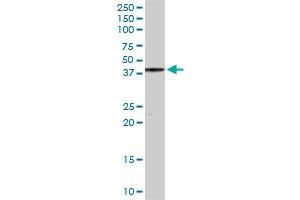 YY1 MaxPab rabbit polyclonal antibody. (YY1 抗体  (AA 1-414))