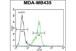 MeCP2 Antibody (C-term) (ABIN650709 and ABIN2839306) flow cytometric analysis of MDA-M cells (right histogram) compared to a negative control cell (left histogram). (MECP2 抗体  (C-Term))