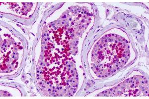 Anti-GPR75 antibody IHC staining of human testis. (GPR75 抗体  (Extracellular Domain))