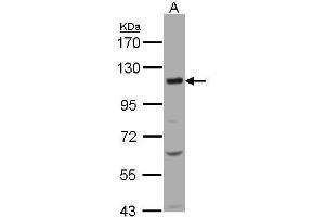 WB Image Sample(30 μg of whole cell lysate) A:H1299 7. (SLC12A7 抗体  (C-Term))