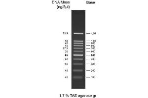 Agarose Gel Electrophoresis (AGE) image for 100bp DNA Ladder (ABIN3032780) (100bp DNA Ladder)