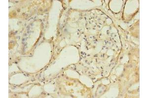 Immunohistochemistry of paraffin-embedded human kidney tissue using ABIN7158230 at dilution of 1:100 (DLEU1 抗体  (AA 1-78))