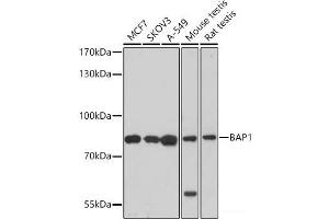 Western blot analysis of extracts of various cell lines using BAP1 Polyclonal Antibody at dilution of 1:1000. (BAP1 抗体)