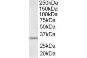 ABIN184757 staining (2µg/ml) of HepG2 lysate (RIPA buffer, 35µg total protein per lane).
