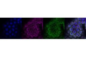 Immunohistochemistry (IHC) image for anti-Coiled-Coil Domain Containing 153 (CCDC153) antibody (ABIN7456020) (CCDC153 抗体)