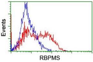 Image no. 2 for anti-RNA Binding Protein with Multiple Splicing (RBPMS) antibody (ABIN1500644) (RBPMS 抗体)