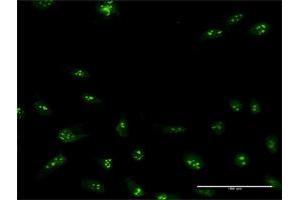 Immunofluorescence of purified MaxPab antibody to NIP7 on HeLa cell. (NIP7 抗体  (AA 1-180))