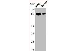 Western Blot analysis of K562 Jurkat cells using Ku-80 Polyclonal Antibody (XRCC5 抗体  (C-Term))