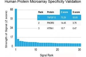 Analysis of HuProt(TM) microarray containing more than 19,000 full-length human proteins using recombinant TNFSF15 antibody (clone VEGI/2052R). (TNFSF15 抗体)