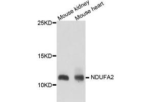 Western blot analysis of extract of various cells, using NDUFA2 antibody.