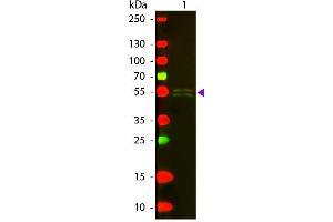 Western blot of Texas conjugated Rabbit Anti-Mouse IgG1 (Gamma 1 chain) secondary antibody. (兔 anti-小鼠 IgG1 (Heavy Chain) Antibody (Texas Red (TR)) - Preadsorbed)