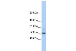 Western Blotting (WB) image for anti-Chromosome 9 Open Reading Frame 25 (C9orf25) antibody (ABIN2459916) (C9orf25 抗体)