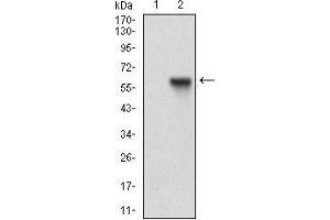 Western blot analysis using RAB27A mAb against HEK293 (1) and RAB27A (AA: FULL(1-221))-hIgGFc transfected HEK293 (2) cell lysate. (RAB27A 抗体  (AA 1-221))