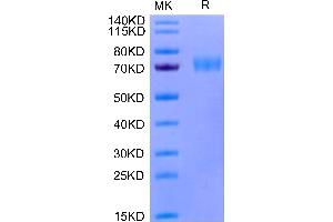 SIGLEC5 Protein (AA 17-434) (His-Avi Tag)